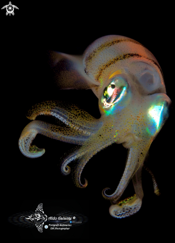 A Squid