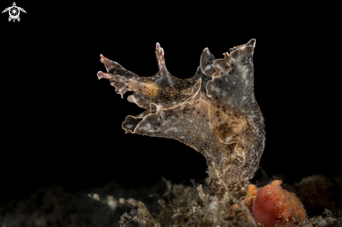 A Aplysia argus