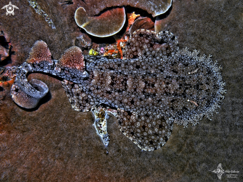 A Tasselled Wobbegong Shark