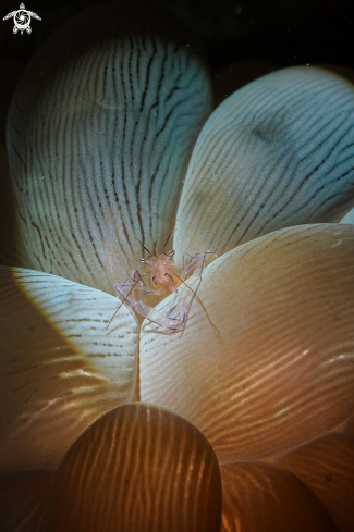 A Bubble coral shrimp