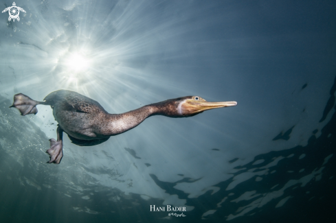 A Socotra cormorant 