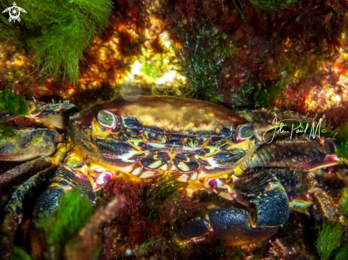 A Crabe marbré