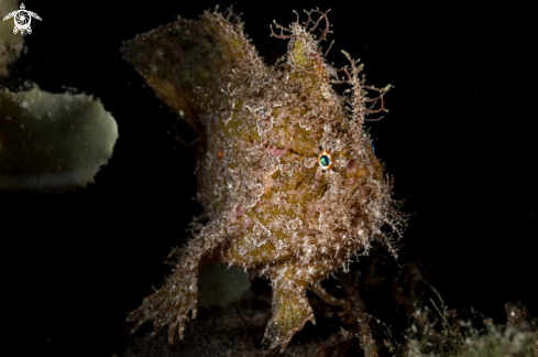 A Lembeh Frogfish