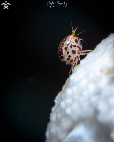 A Ladybug