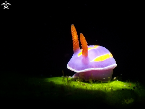 A Nudibranch