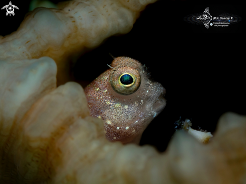 A Blenny 