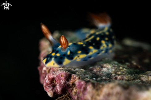 A Hypselodoris infucata nudibranch