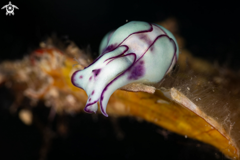 A Lamprohaminoea ovalis