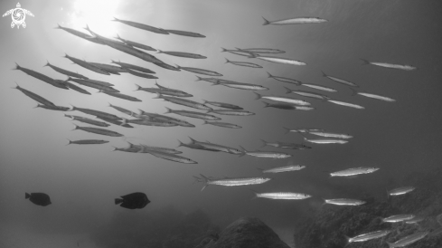 A barracuda