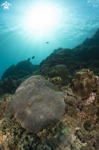 A coral