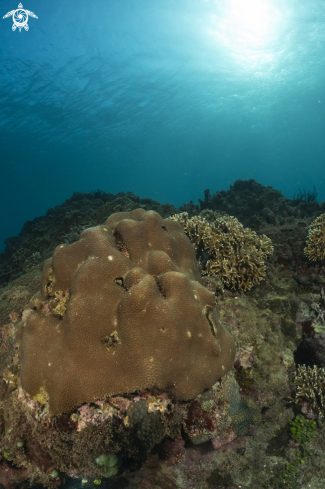 A coral