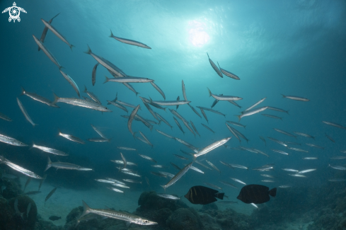A barracuda