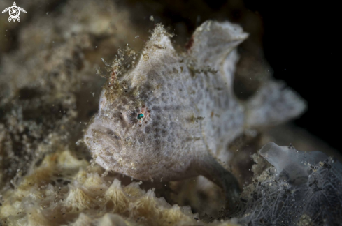 A Lembeh Frogfish