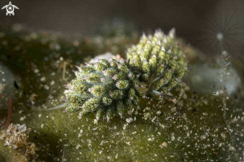 A Costasiella kuroshimae
