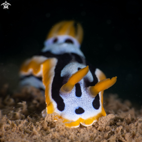 A Anna's Chromodoris nudibranch