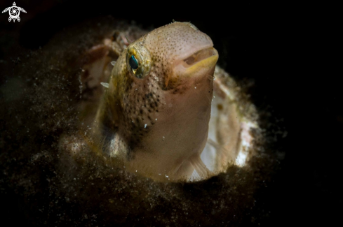 A Gnatholepis anjerensis | Gnatholepis anjerensis