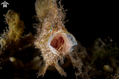 A Nudiantennarius subteres | Nudiantennarius subteres