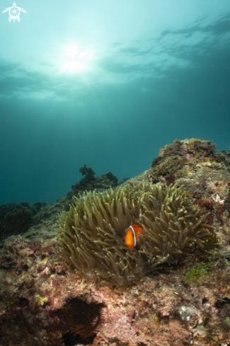 A clown fish