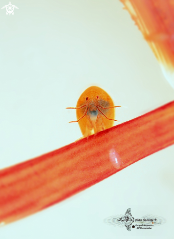 A Orange Ladybug