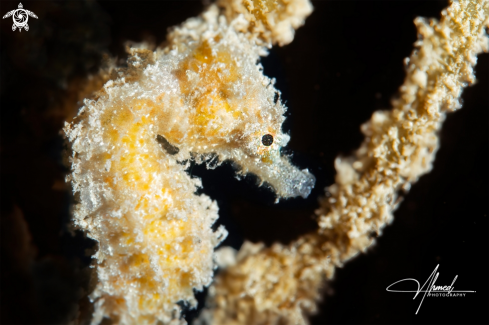 A Sea Horse