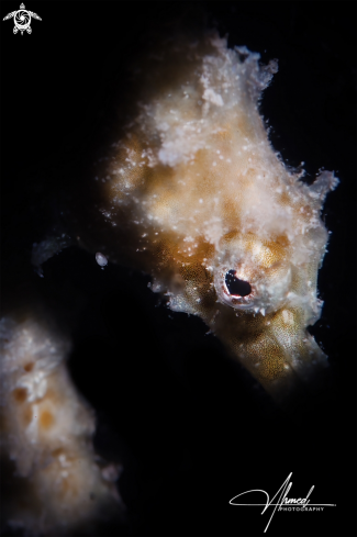 A Sea Horse