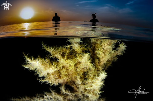 A Sargassum