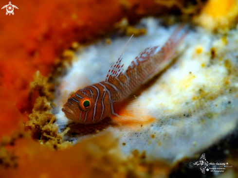 A Priolepis vexilla Winterbottom & Burridge, 1993  | Tiger Goby - Ribbon Reef Goby (14-19 mm / 0.55-0.74 Inch) 