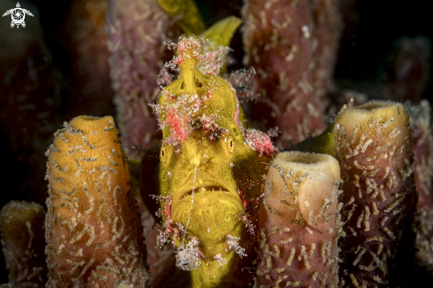 A Painted Frogfish
