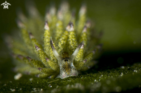 A Costasiella kuroshimae