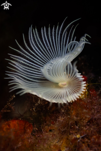 A Protula tubularia