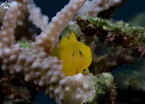 A Yellow