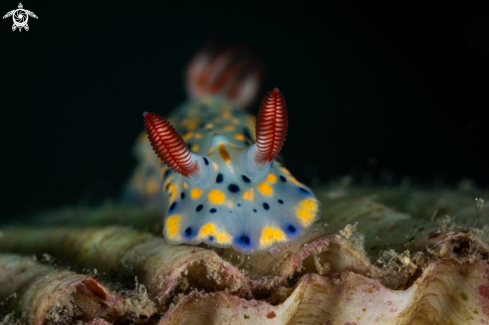 A Hypselodoris infucata nudibranch