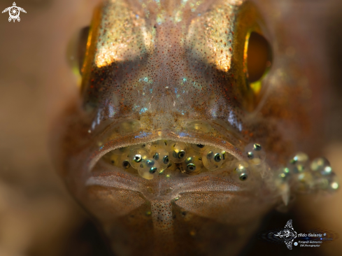 A Cardinal Fish