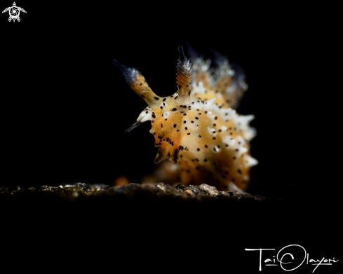 A Polycera abei