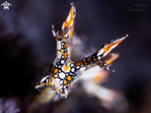 A Bornella Anguilla