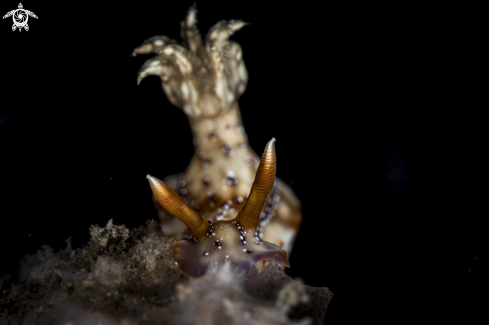 A Hypselodoris krakatoa
