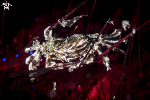 A Zebra Urchin Crab