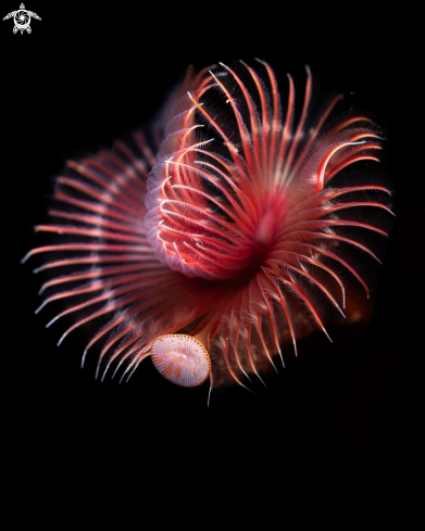 A Serpula vermicularis