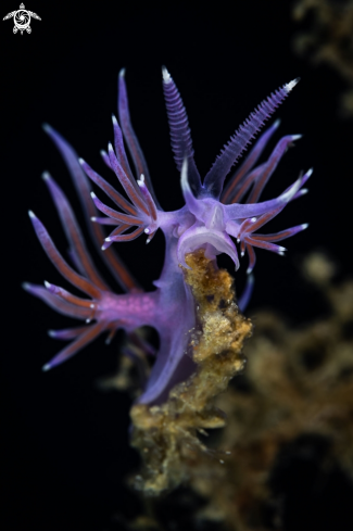 A Flabellina affinis nudibranch