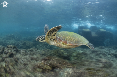 A green turtle