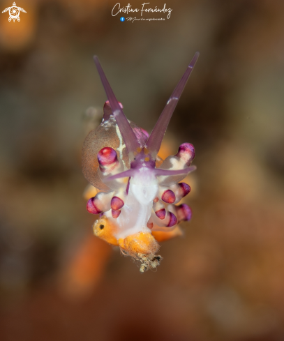 A Nudibranch