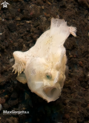 A juvenile frog fish