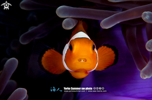 A Clown Anemonefish with Tongue Eater
