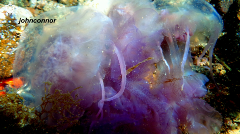 A Pelagia noctiluca | Méduse Pélagique