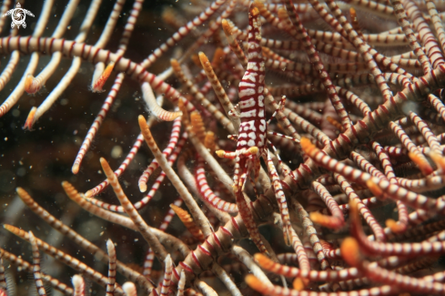 A Crinoid Shrimp