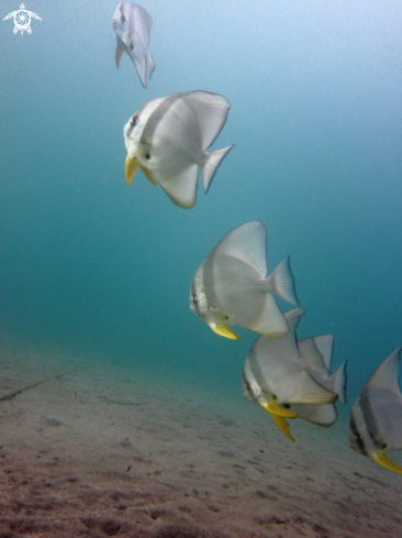 A Batfish