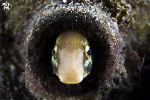 A blenny