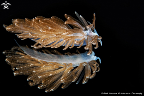 A Nudibranch