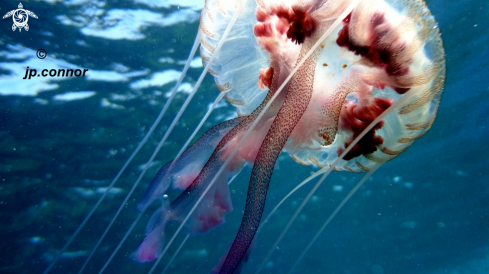 A Pelagia noctiluca | Méduse Pélagique