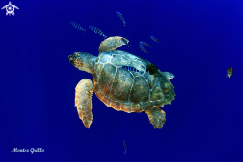 A Green turtle